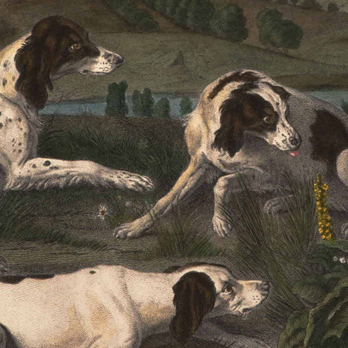 Bonne, Nonne and Ponne, dogs of Louis XIV, stalking partridges - Une estampe d’après François Desportes