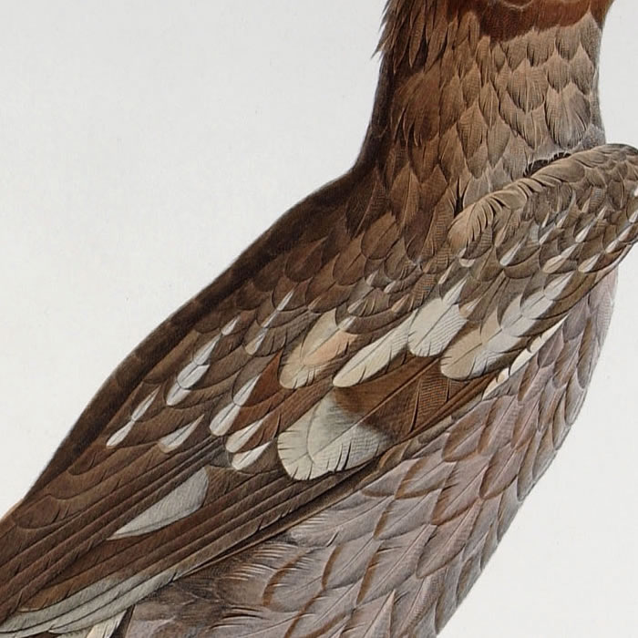 Greater spotted eagle (young). Elainoïde blanc