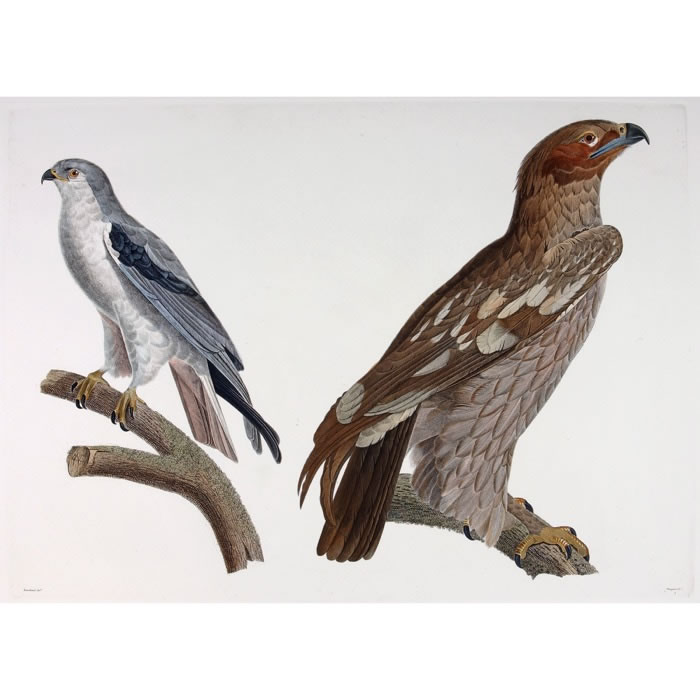 Greater spotted eagle (young). Elainoïde blanc