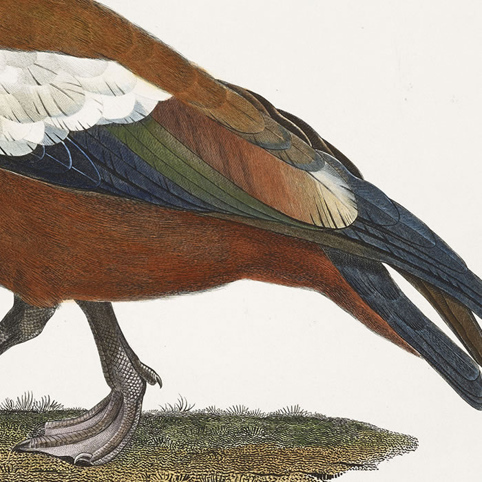 Le canard casarca - Le canard à tête blanche