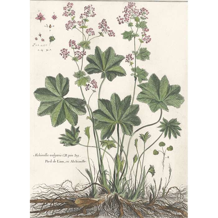 Alchemilla vulgaris. Pied de lion ou Alchimille - Une estampe d’après Louis de Chastillon