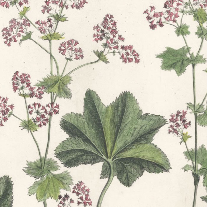 Alchemilla vulgaris. Pied de lion ou Alchimille - Une estampe d’après Louis de Chastillon