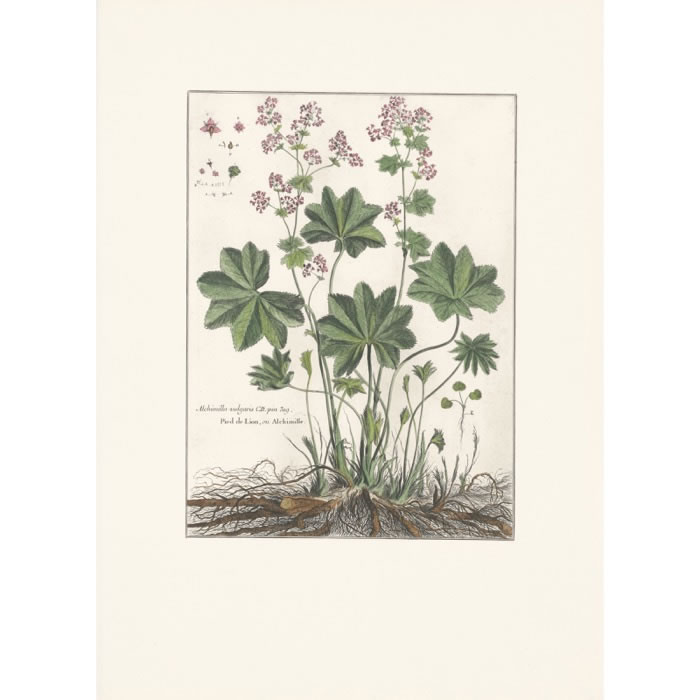 Alchemilla vulgaris. Pied de lion ou Alchimille - Une estampe d’après Louis de Chastillon