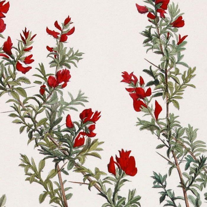 Anonis spinosa flore purpureo. Arrête-bœuf