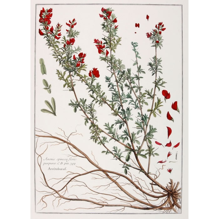 Anonis spinosa flore purpureo. Arrête-bœuf