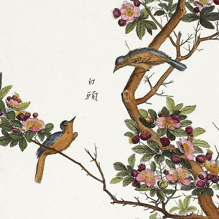 Plante chinoise. Aubépine - Une estampe d’après Louis de Chastillon