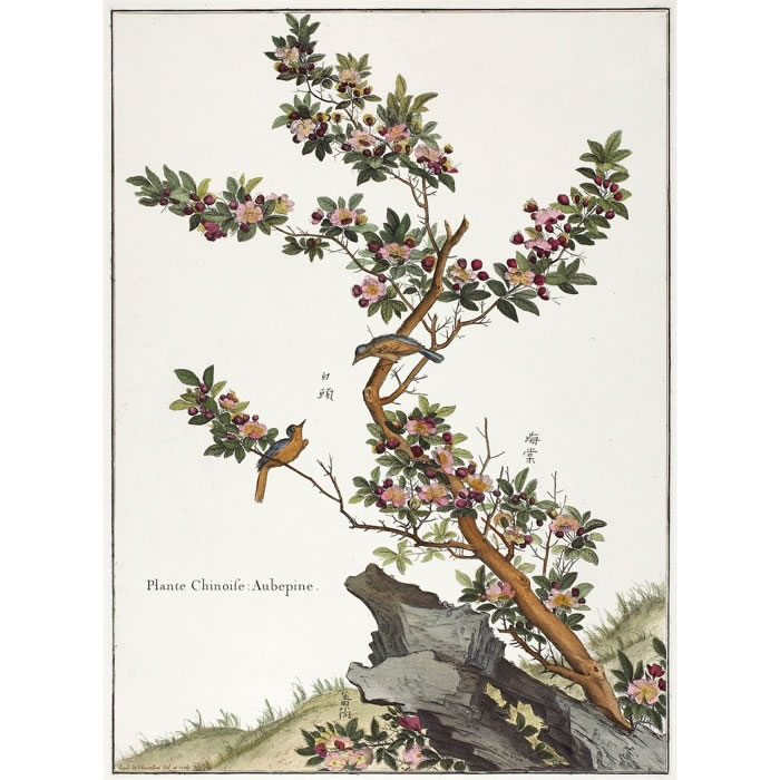 Plante chinoise. Aubépine - Une estampe d’après Louis de Chastillon
