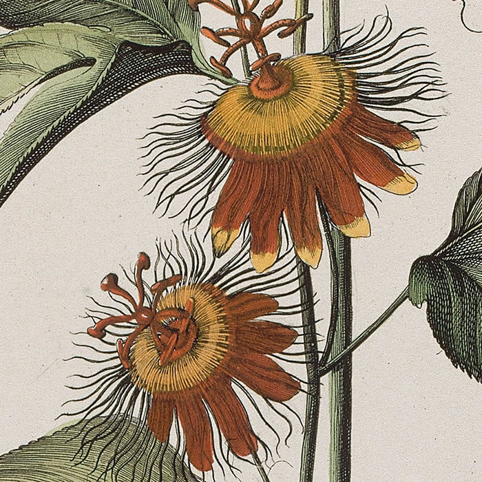 Clematis trifolia, sive flos Passionis. Clématite ou Fleur de la Passion - Une estampe d’après Nicolas Robert