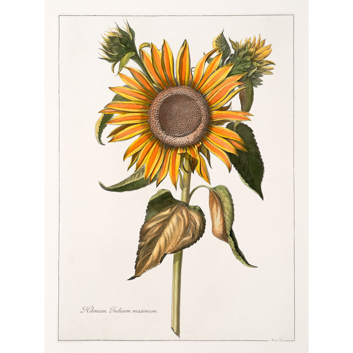 Helenium Indicum maximum