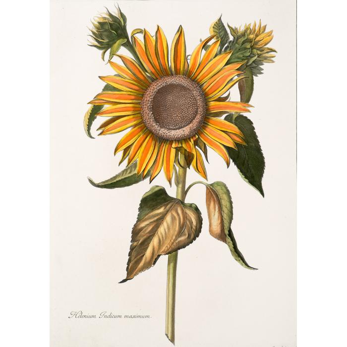 Helenium Indicum maximum