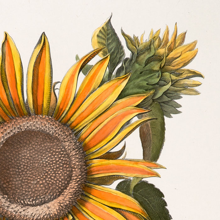 Helenium Indicum maximum