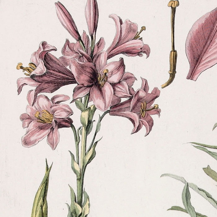 Lilium album vulgare. White lily