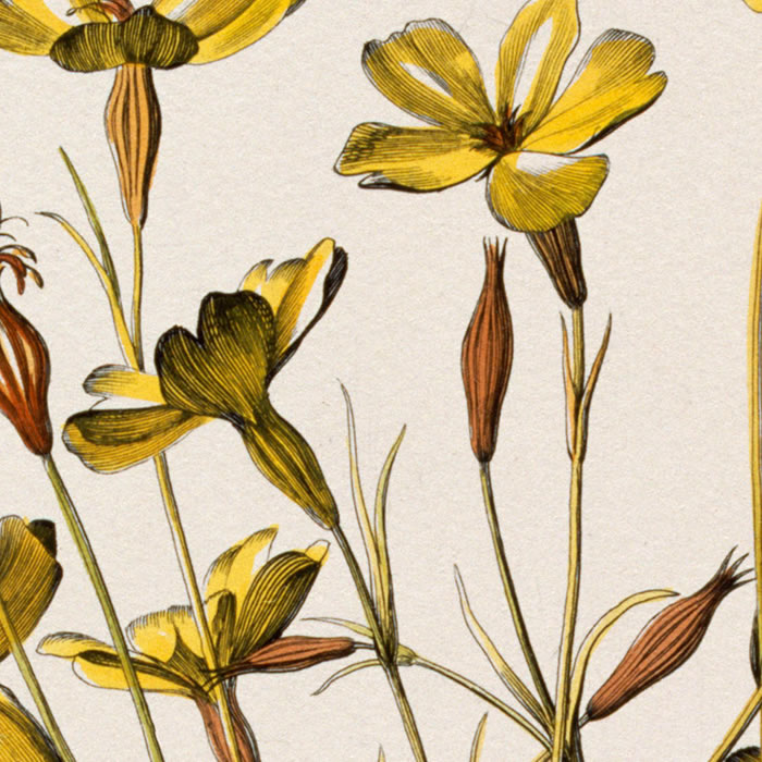 Lychnis Sicula, glabra, Pseudomelanthij facie. Lychnis - Une estampe d’après Nicolas Robert