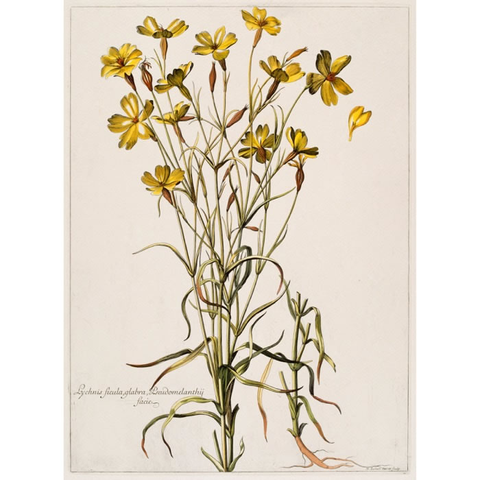 Lychnis Sicula, glabra, Pseudomelanthij facie. Lychnis - Une estampe d’après Nicolas Robert