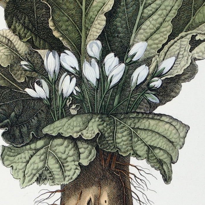 Mandragora mas. Mandrake