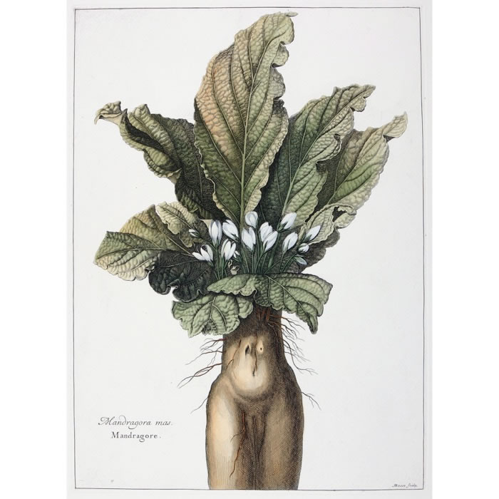 Mandragora mas. Mandrake