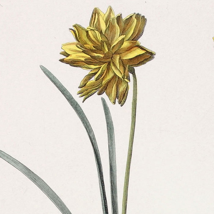 Narcissus sylvestris, multiplex. Narcisse de Goumas. Narcissus sylvestris. Narcisse des forêts - Une estampe d’après Nicolas Robert