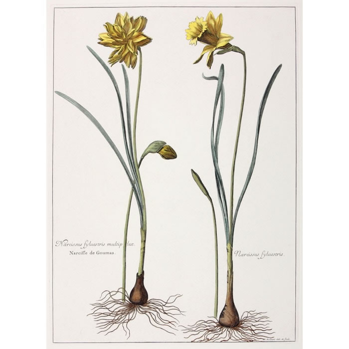 Narcissus sylvestris, multiplex. Narcisse de Goumas. Narcissus sylvestris. Narcisse des forêts - Une estampe d’après Nicolas Robert