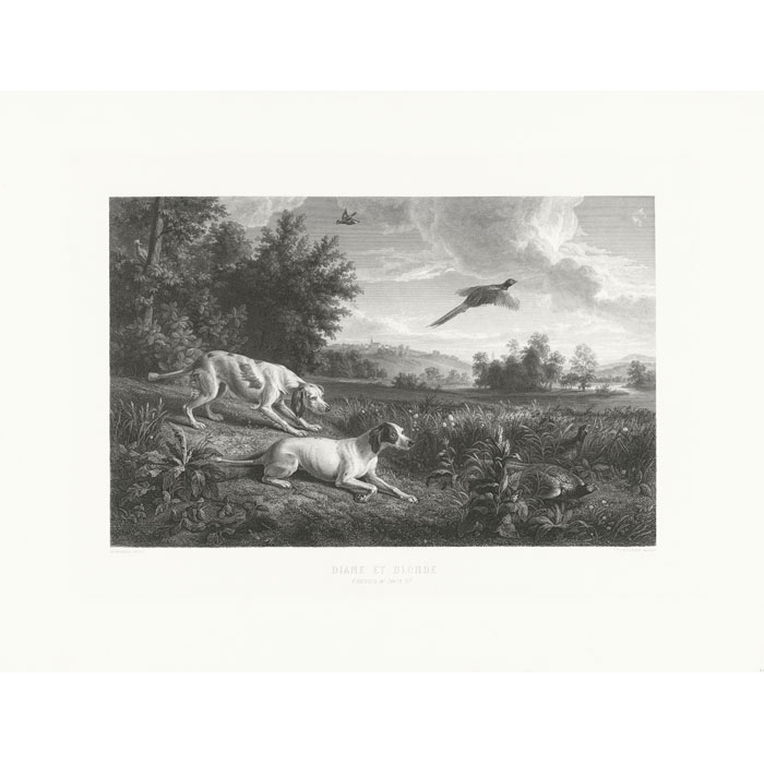 Diane and Blonde, dogs of Louis XIV, hunting pheasant - Une estampe d’après François Desportes