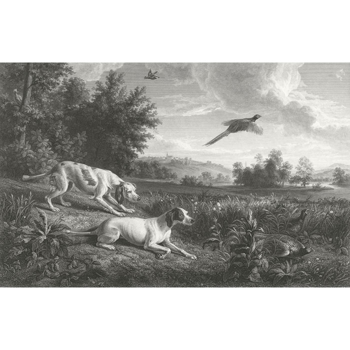 Diane and Blonde, dogs of Louis XIV, hunting pheasant - Une estampe d’après François Desportes