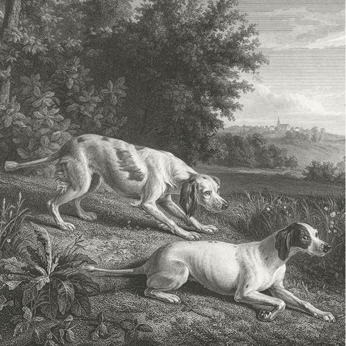 Diane and Blonde, dogs of Louis XIV, hunting pheasant - Une estampe d’après François Desportes