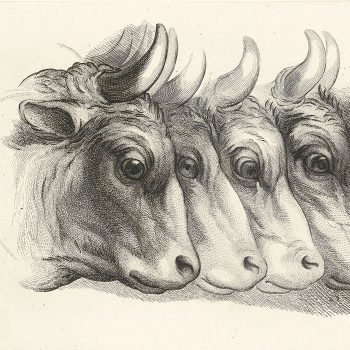 Têtes de bœufs, de lion et de cheval - Une estampe d’après Charles Le Brun