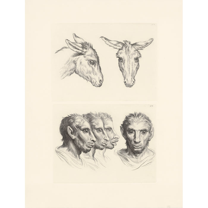 Deux têtes d’âne et Têtes d’homme à faciès d’âne - Une estampe d’après Charles Le Brun