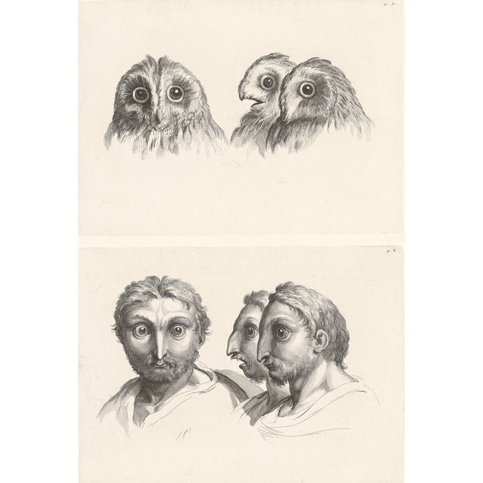 Têtes de chat-huant ou de chouette - Une estampe d’après Charles Le Brun