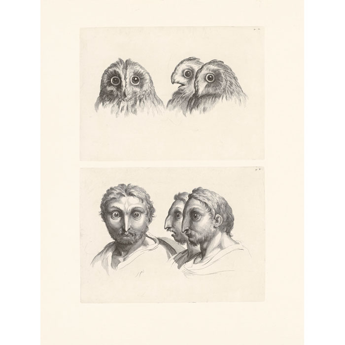 Têtes de chat-huant ou de chouette - Une estampe d’après Charles Le Brun