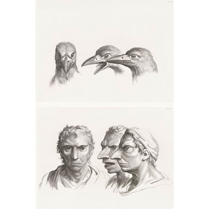 Trois têtes de corbeaux et trois têtes d’hommes en relation avec le corbeau - Une estampe d’après Charles Le Brun