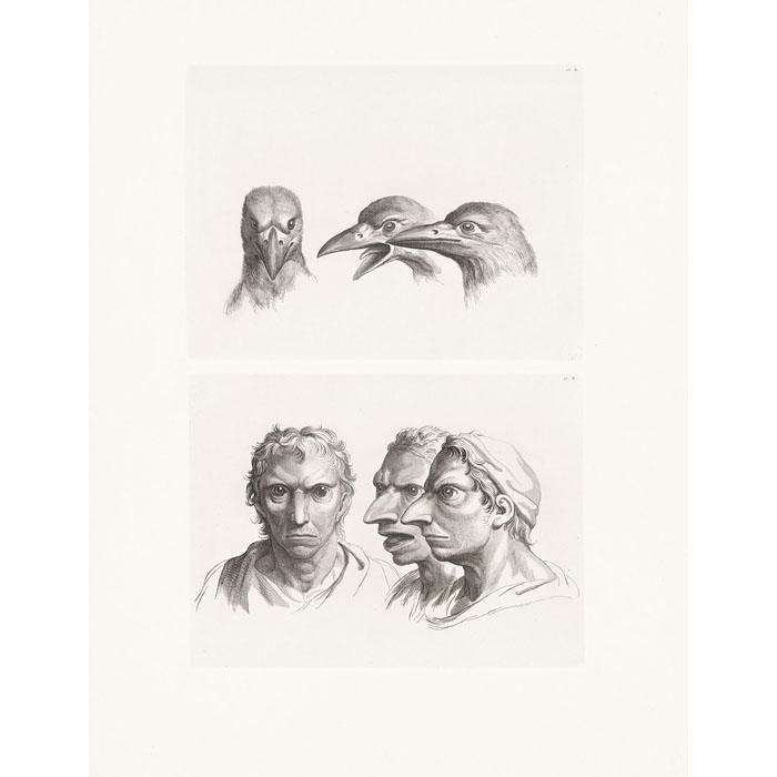 Trois têtes de corbeaux et trois têtes d’hommes en relation avec le corbeau - Une estampe d’après Charles Le Brun