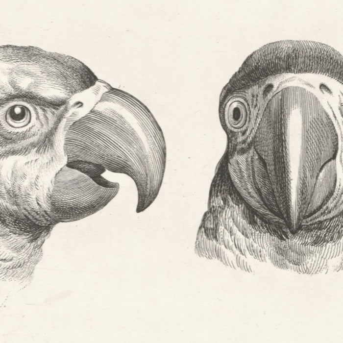 Head of a Parrot - Une estampe d’après Charles Le Brun