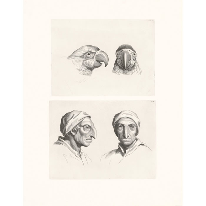 Head of a Parrot - Une estampe d’après Charles Le Brun