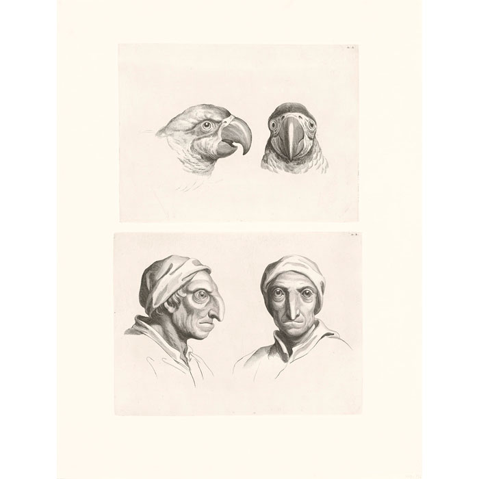 Deux têtes de perroquets et deux têtes d’hommes en relation avec le perroquet - Une estampe d’après Charles Le Brun