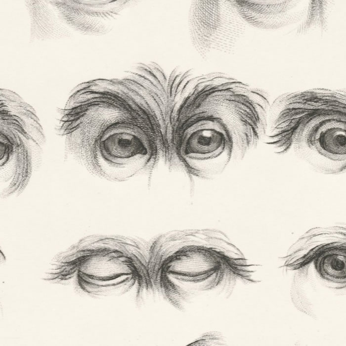 Yeux humains, yeux de singes et de chameaux - Une estampe d’après Charles Le Brun