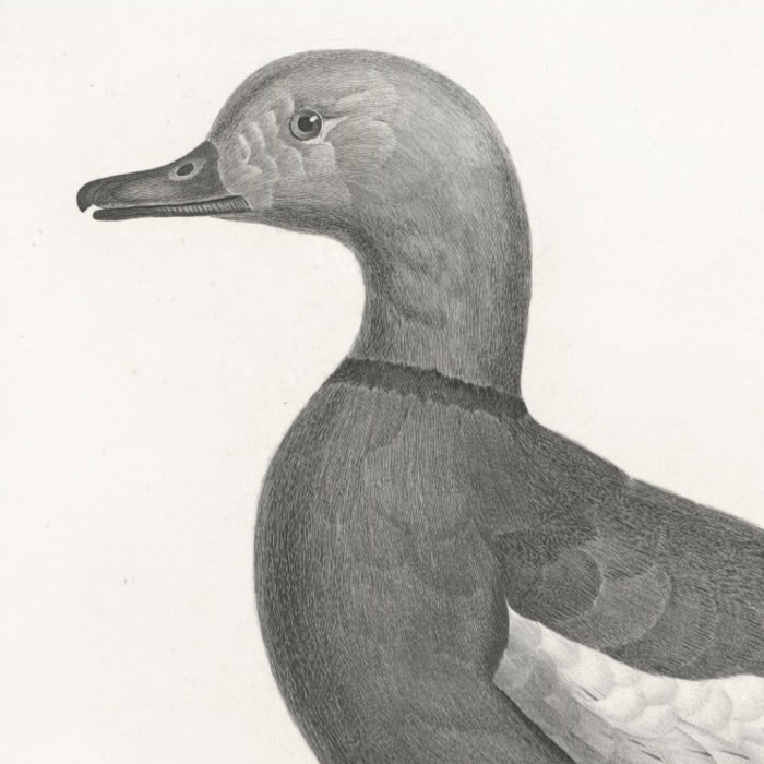 Le canard casarca - Le canard à tête blanche