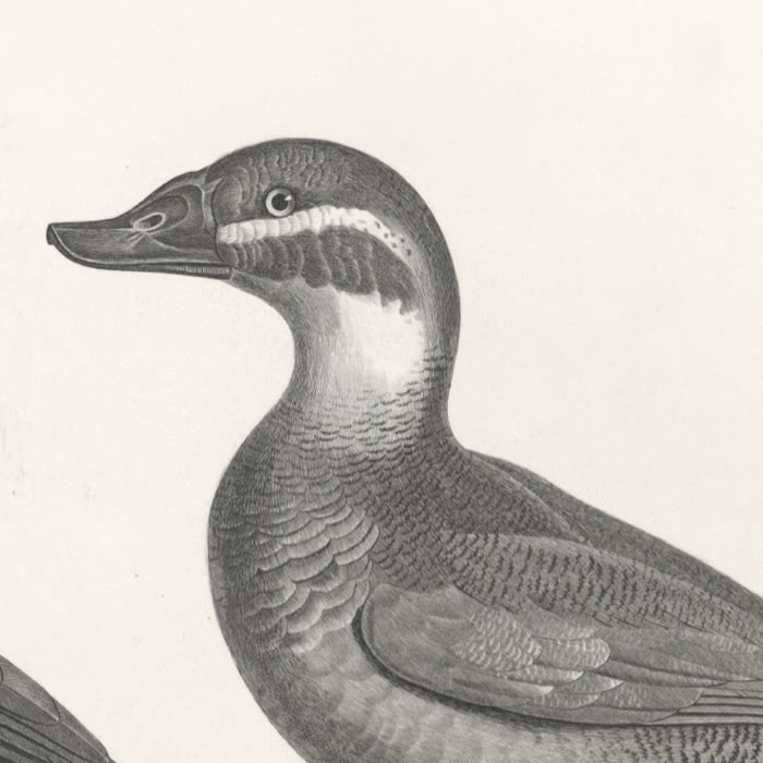 Le canard casarca - Le canard à tête blanche