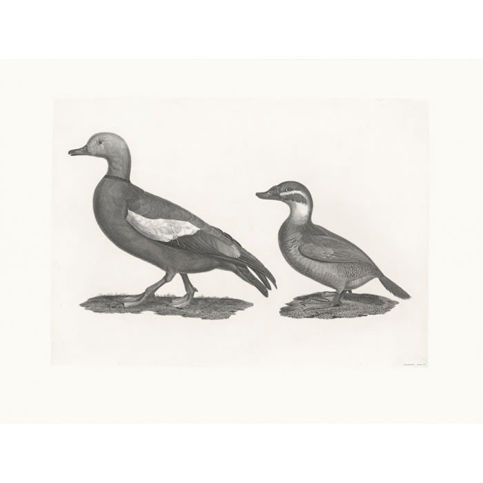 Le canard casarca - Le canard à tête blanche