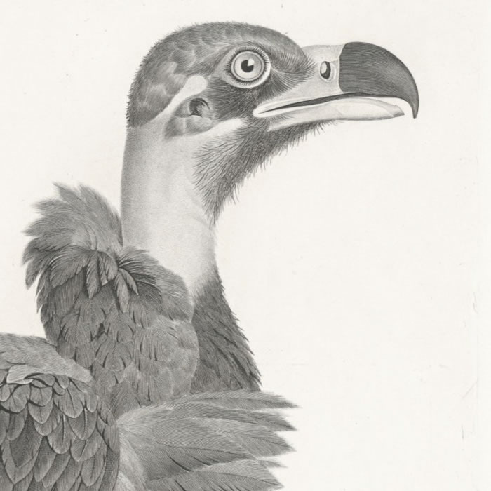 Brown vulture