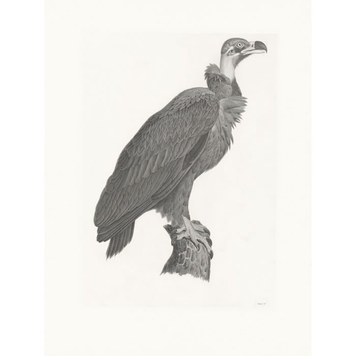 Brown vulture