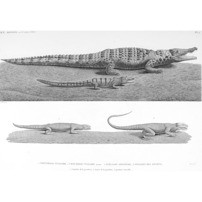 Crocodile vulgaire. Crocodile vulgaire jeune. Stellion spinipède. Stellion des anciens