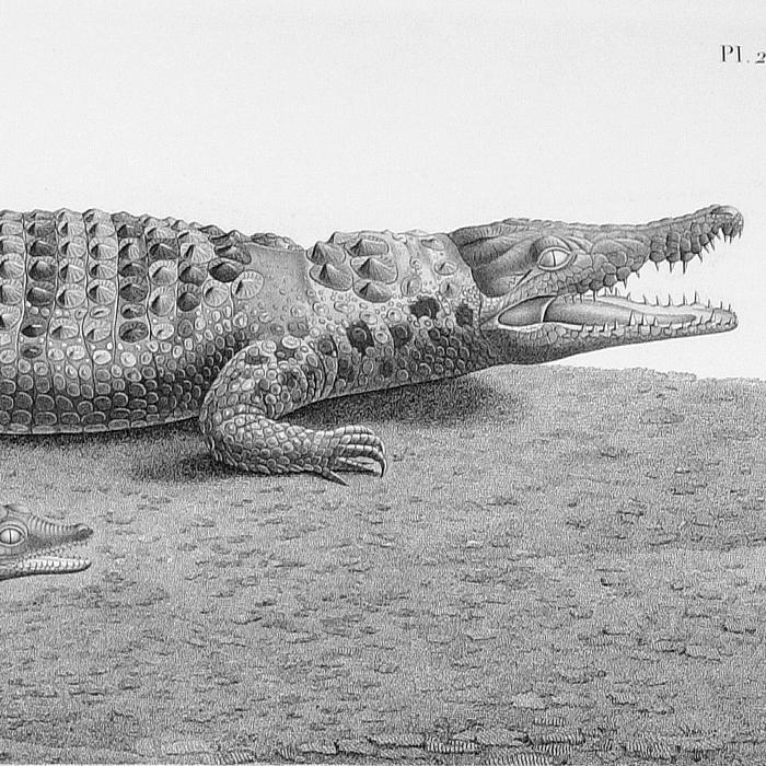 Crocodile vulgaire. Crocodile vulgaire jeune. Stellion spinipède. Stellion des anciens