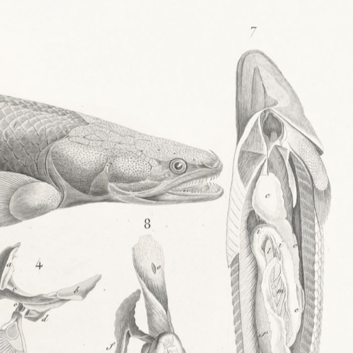 Le polyptère bichir (polypterus bicher). La tête vue en dessus ; son squelette ; os de la nageoire ; les mêmes isolés. Myologie de la bouche ; viscères de l’abdomen ; l’estomac et le foie ; les deux vessies natatoires ; la mâchoire inférieure