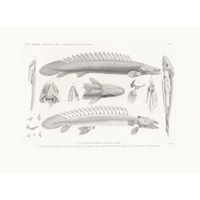 Le polyptère bichir (polypterus bicher). La tête vue en dessus ; son squelette ; os de la nageoire ; les mêmes isolés. Myologie de la bouche ; viscères de l’abdomen ; l’estomac et le foie ; les deux vessies natatoires ; la mâchoire inférieure