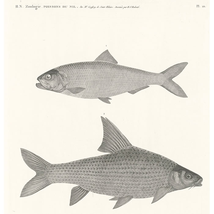 Nile sardine (clupea nilosica). Cyprinus binny (cyprinus lepidotus)