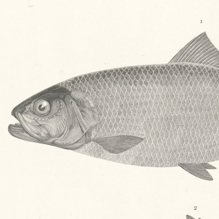 Nile sardine (clupea nilosica). Cyprinus binny (cyprinus lepidotus)