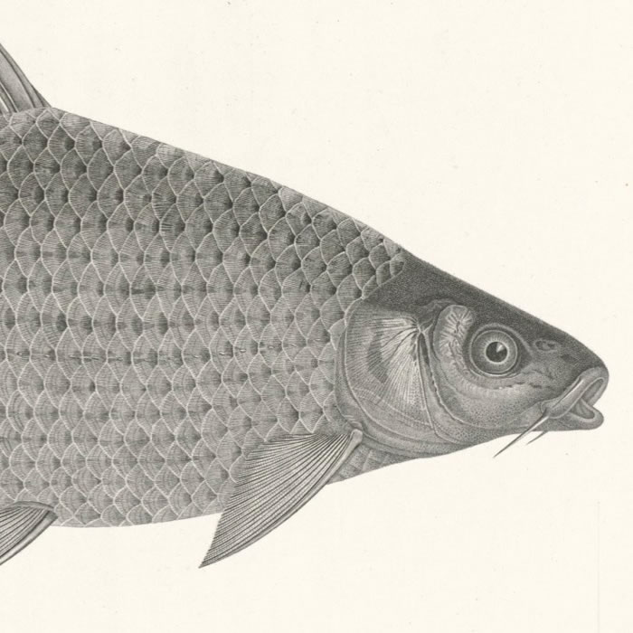 Nile sardine (clupea nilosica). Cyprinus binny (cyprinus lepidotus)