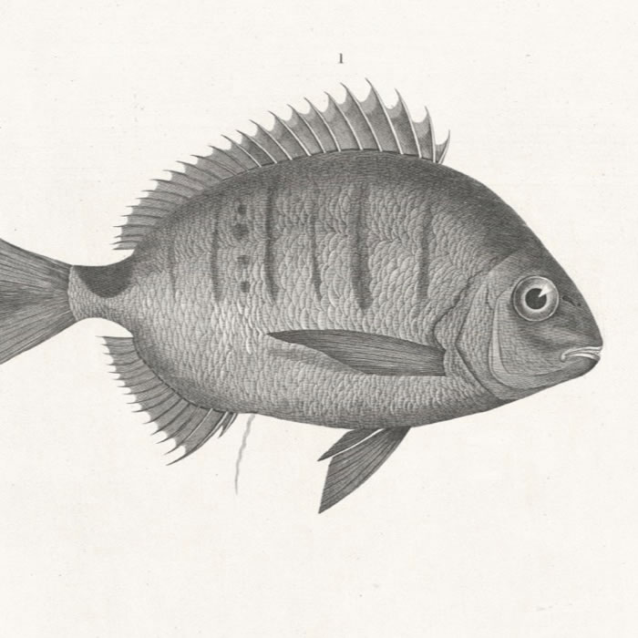 Sargue enroué (sargus raucus). Sargue ordinaire (sargus vulgaris). Pagre mormyre (pagrus mormyrus). Sargue annulaire (sargus annularis)