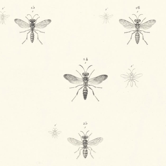 Cercéris. Philanthes