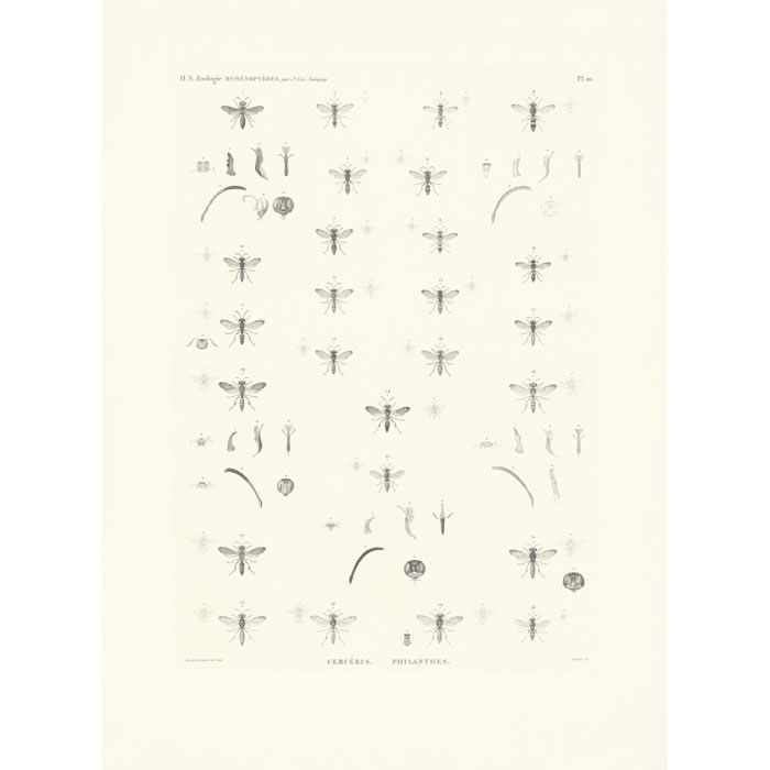 Cercéris. Philanthes